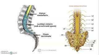 Spinal cord 1_ Neuroanatomy_ Anatomy Book Club