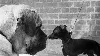 Dogs in 1928 | Britain on Film