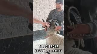 TILLO BACHA $6000 ga sotildi