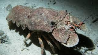 Facts: The Slipper Lobster