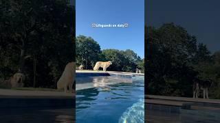 Lifeguards on duty #goldenretriever #dog #dogs #shorts #husky #viraldog #viral