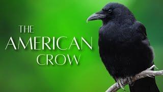 The AMERICAN CROW |  Smart and Unique