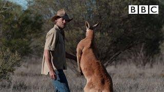 Don't mess with Roger the Kangaroo! | Kangaroo Dundee - BBC