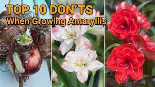 Top 10 DON'Ts When Growing Amaryllis (Hippeastrum ) | Tips for Amaryllis Beginners