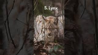 Top 5 Most Deadly Predators in Canada.