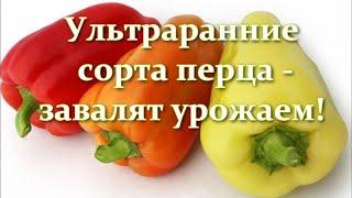 Перца видимо-невидимо! Лучшие ультраранние сорта сладкого перца для открытого грунта и для теплицы