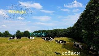 Один день глазами собаки! Прицепил экшн-камеру на целый день! Мир глазами Рича!