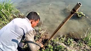 Eel fish searching in the water (kusiya laibai)