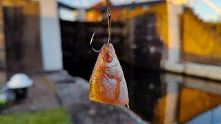 CANAL ZANDER LOVE DEADBAITS!