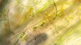 Water under Microscope HD - Filmed With Smartphone