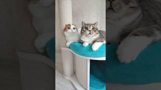 скоттиш, котики, ждут родителей  #котики #вислоухий #прямоухий#скоттиш #скоттишфолд #скотишстрайт