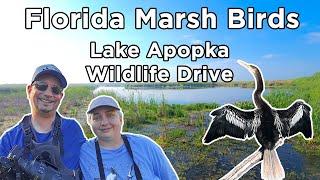 Florida Marsh Birds on Lake Apopka Wildlife Drive