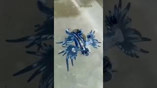 This Sea Slug Steals Venom From Jellyfish!  #wildlife #animals #facts  #shorts