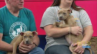 Snout and about: these 10-week-old puppies are adorable! | Good Day on WTOL 11