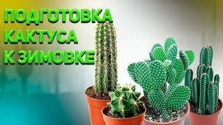 Подготовка кактуса к зимовке. Уход за кактусом. Часть 2.