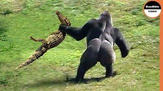 When Monkeys Mess With The Wrong Opponent