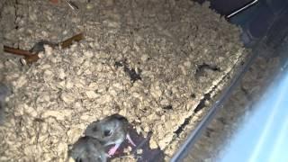 Update on Baby Chinese Dwarf Hamsters.