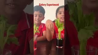 Celery Experiment- Easy Science Experiment #kidseasylearning #scienceexperiment