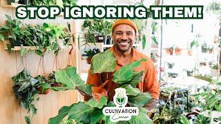 Cultivation Corner Podcast Episode 3 - Stop Calling Them Basic!