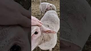 Элитные овцы Шароле в России! #животноводство