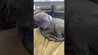 Homeless Pup Ravaged By Agonizing Mange, His Naked Skin Inflamed, Flaking, And Raw [STORY BELOW]