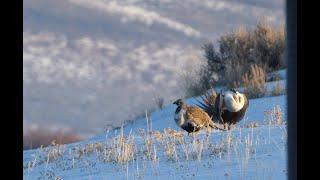 Greater Sage Grouse Display