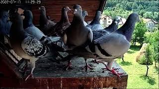 dolazak sa treninga golubovi pismonose #pigeons @aayanloft #pigeonlover #racingpigeon