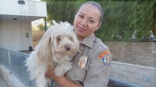We're Hiring Animal Control Officers - LA Animal Services