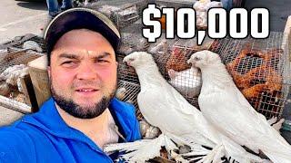 Купил за $10,000! Cмотри до конца! Двухчубые голуби. Tauben. Pigeons. Palomas. Pombos. कबूतरों.