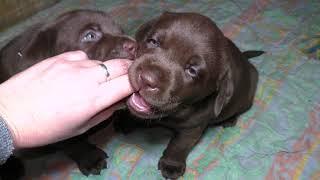 МОРЕ ШОКОЛАДА! ЩЕНКИ Шоколадного Лабрадора! Chocolate labrador puppies for sale