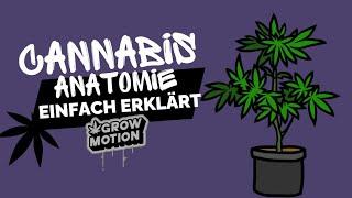 Cannabis Pflanzen Anatomie | EINFACH ERKLÄRT