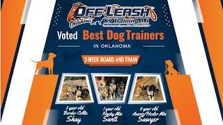 Triple Success Story: Santi, Sawyer, Shay's Off Leash K9 Training Transformation!