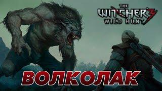 The Witcher 3: Wild Hunt | Как убить Волколака?