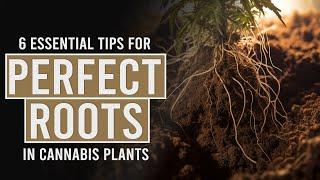 6 ESSENTIAL tips for Perfect Cannabis Roots!