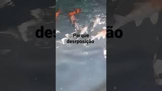 peixes_@phzinho