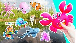 Kids Learn | Sea Animal Names at the Pond for Babies Toddlers: Crab Orca Jellyfish Whale