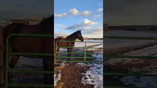 The nice weather ends today. I've got to put the blankies on the horses