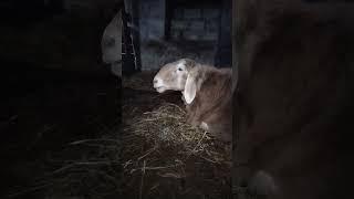 Арашан  Босфор внук Бульдозера #arashan #animals #овцы #sheep #ram #lamb #кочкор #ижевск #goat