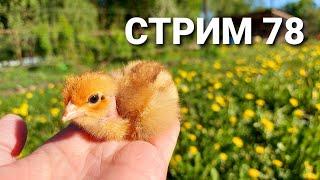 ▶️Стрим №78 Птицеводство объединяет