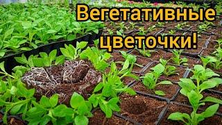 Вегетативные черенки (петуния, сурфиния, калибрахоа и другие).