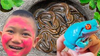 Catch Stunning Freshwater Aquarium Fish In Tiny Pond, Angelfish, Tiger Guppy | Mr Huter