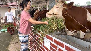 HAMPIR GILA KARENA GAGAL JADI LURAH, sekarang sukses beternak sapi