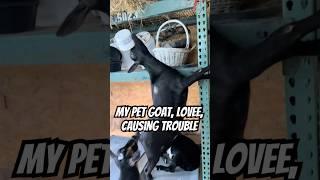 My Pet Goat, Lovee, Causing Trouble #goats #goat #funny #shorts