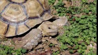 College Station Woman Looking For Her Missing Tortoise - Shane McAuliffe - KBTX News 3