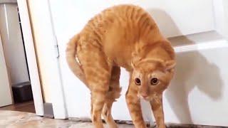 Funny Scaredy Cats Compilation! - (READ DESCRIPTION) 