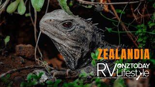 Zealandia | A wildlife sanctuary like no other in New Zealand's capital city!