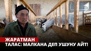 Талас: малкана деп ушуну айт! | Жаратман