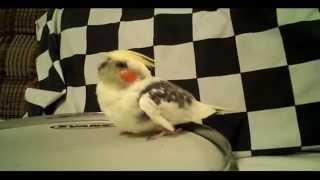 George Gershwin (the Blind Cockatiel) Plays Drums.