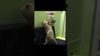 Приколы с котами #Tik Tok #Shorts #Тик Ток #ПриколКоты #Catstiktok