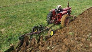 Bringing the Cattle in for Winter and Plowing with the Farmall 756